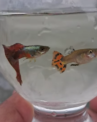 Guppy, poecilia Endler, Wighei