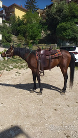 Stallone P.S.A. anno 2005