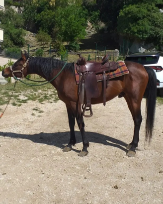 Stallone P.S.A. anno 2005