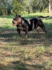 American Bully ABKC