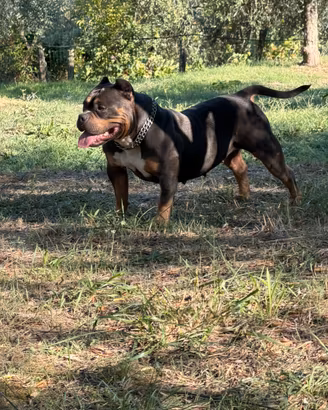 American Bully ABKC