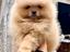 Immagine 6