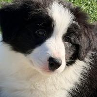 Ultimo Cucciolo Border Collie con pedigree Enci
