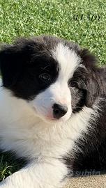 Ultimo Cucciolo Border Collie con pedigree Enci