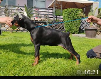 Dobermann