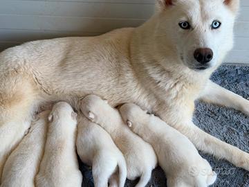 Siberian Husky con pedigree e certificati