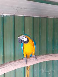 Pappagallo ararauna