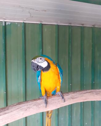 Pappagallo ararauna