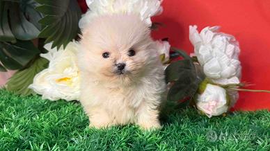 Spitz Pomeranian piccola taglia