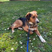 Cane taglia media