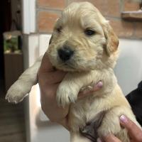 Golden Retrivers