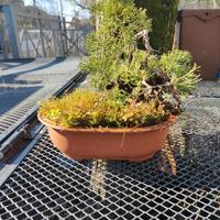Ginepro bonsai 