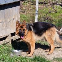 Splendida cucciolona pastore tedesco
