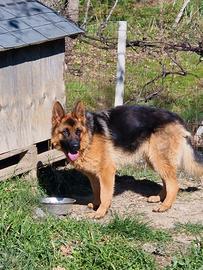 Splendida cucciolona pastore tedesco