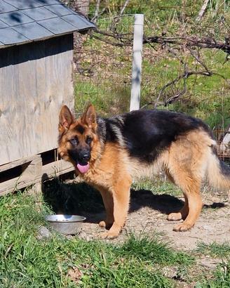 Splendida cucciolona pastore tedesco