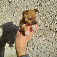 Cagnolina mix chihuahua pincher