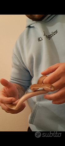 Boaedon capensis più teca e accessori
