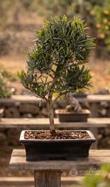 Bonsai Pino dei Buddisti Esemplare Unico 46 cm