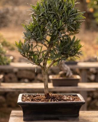 Bonsai Pino dei Buddisti Esemplare Unico 46 cm