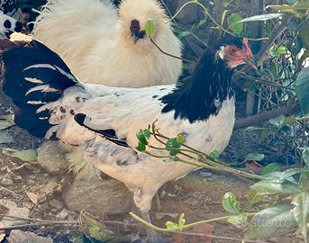 Gallina lakenvelder 7 mesi
