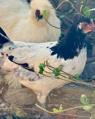 Gallina lakenvelder 7 mesi