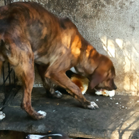 Cane segugio maremmano