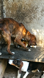Cane segugio maremmano
