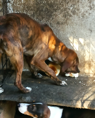 Cane segugio maremmano