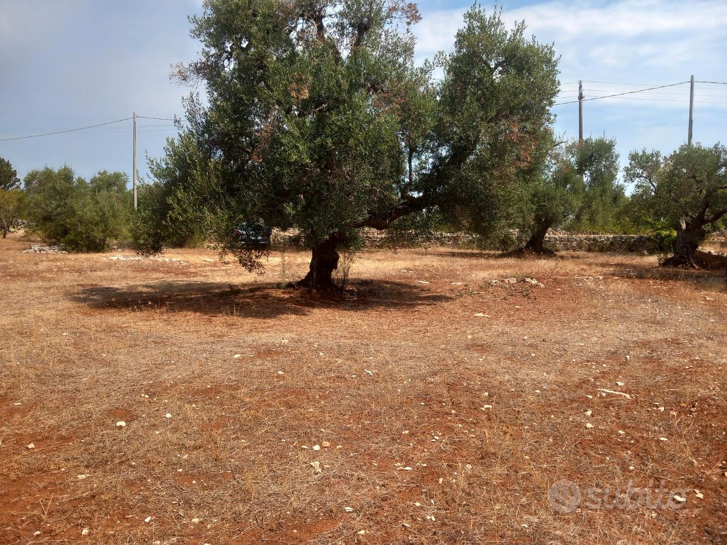 Vendita di terreno Ostuni in contrada Lamatroccola - Vista 5