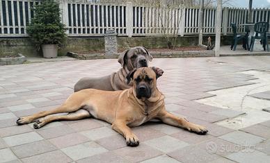 Cane corso color Formentino