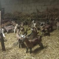 Capretti da riproduzione