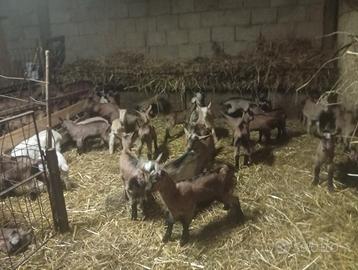 Capretti da riproduzione