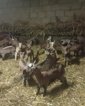 Capretti da riproduzione