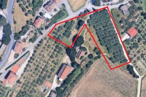 Gestione Oliveto in Produzione