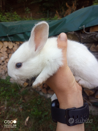 Conigli nostrani razza pesante