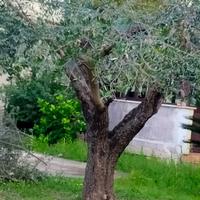 Piante di ulivo