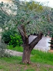 Piante di ulivo