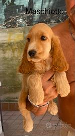 Cocker cucciolo maschietto