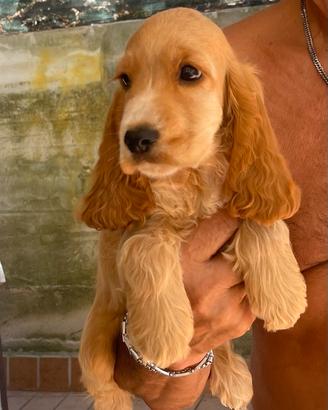 Cocker cucciolo maschietto