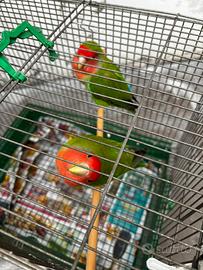 Inseparabili roseicollis