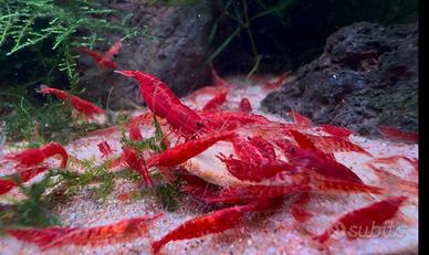 Caridine acquario