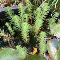 Piante acquatiche e ninfee