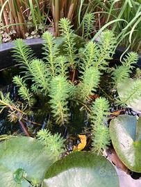 Piante acquatiche e ninfee