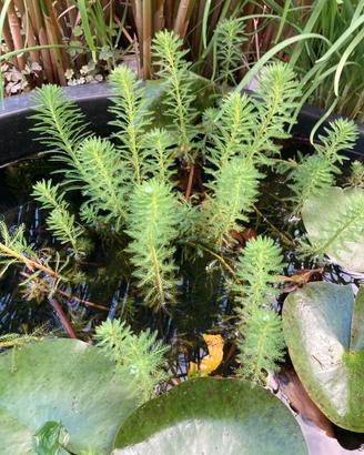 Piante acquatiche e ninfee