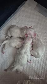 Maltese con pedegree Enci