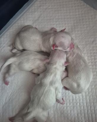 Maltese con pedegree Enci