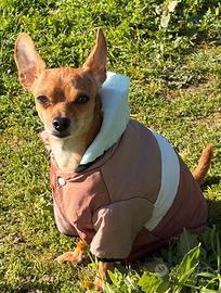 Milo pinscher nano - disponibile per monta