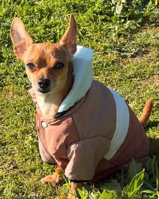 Milo pinscher nano - disponibile per monta