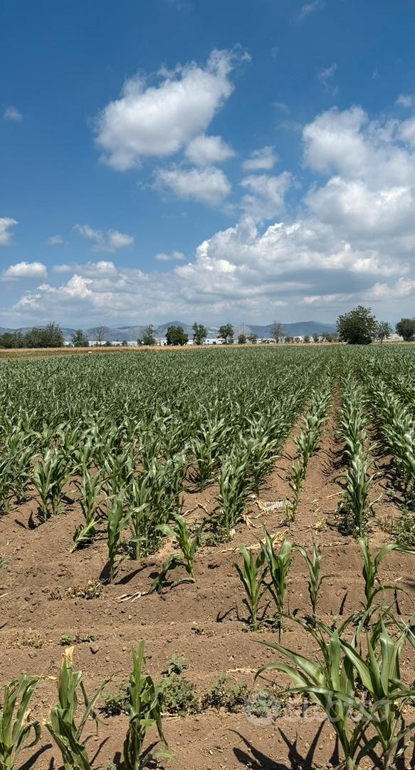 Terreno agricolo - Vista 4