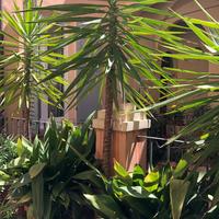 pianta verde - yucca